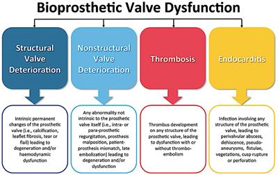 Transcatheter Bioprosthetic Aortic Valve Dysfunction: What We Know So Far